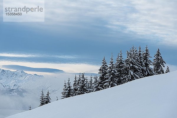 Schneebedeckte Fichten  im Totholzschnee  Berge  Hochbrixen  Brixen im Thale  Brixenthal  Tirol  Österreich  Europa