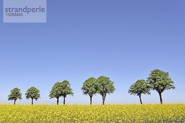 Linden (Tilia)  Baumreihe hinter einem blühenden Rapsfeld (Brassica napus) unter blauem Himmel  Nordrhein-Westfalen  Deutschland  Europa