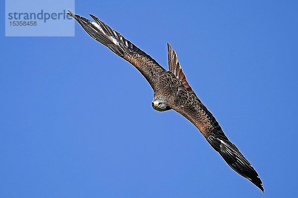 Rotmilan (Milvus milvus) im Flug  Deutschland  Europa