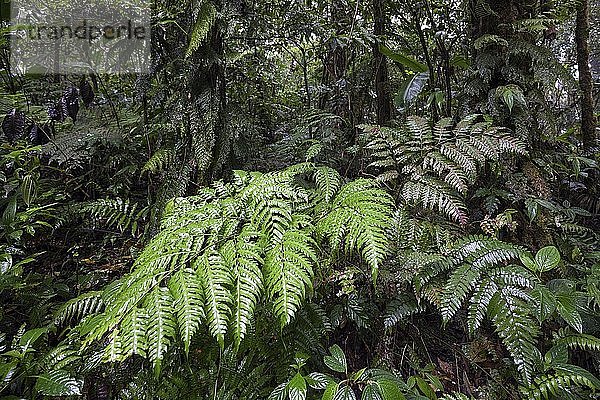 Farne  dichte Vegetation im Nebelwald  Reserva Bosque Nuboso Santa Elena  Provinz Guanacaste  Costa Rica  Mittelamerika