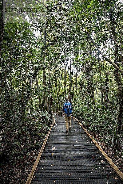 Junger Mann auf Wanderweg im Kauri Forest  Kauri Walks  Waipoua Forest  Northland  Nordinsel  Neuseeland  Ozeanien