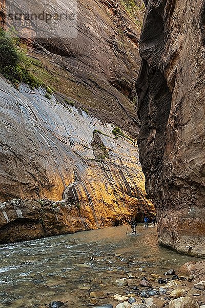 The Narrows  Virgin River  Steilwände  Zion Canyon  Zion National Park  Utah  USA  Nordamerika