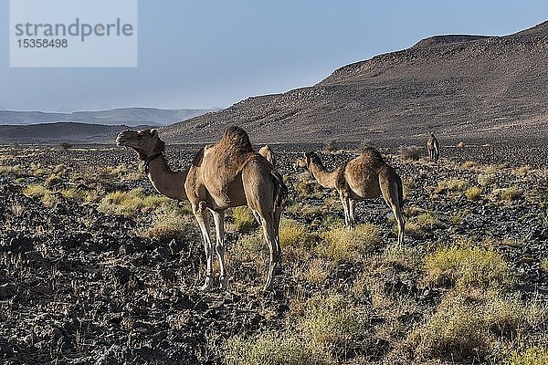 Arabische Kamele in steiniger Wüstenlandschaft  Assekrem  Hoggar-Gebirge  Algerien  Afrika