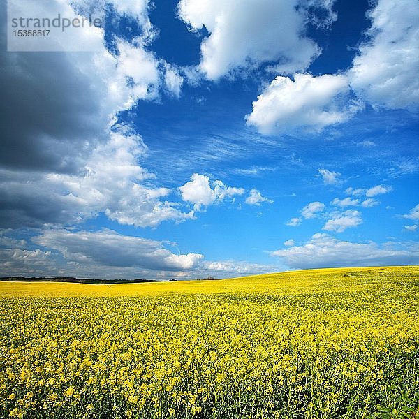 Blühendes Rapsfeld unter blauem Himmel mit weißen Wolken  Saalekreis  Sachsen-Anhalt  Deutschland  Europa