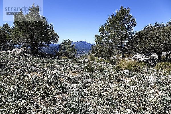 Südliche Vegetation in der Serra de Tramuntana  bei Valldemossa  Mallorca  Balearen  Spanien  Europa