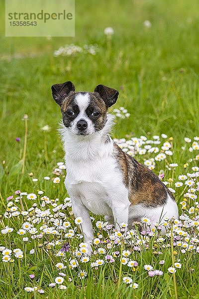 Kleiner Chihuahua-Hund auf Blumenwiese  Deutschland  Europa
