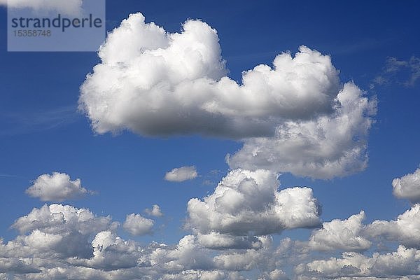 Haufenwolken  Frühlingswolken  Kumuluswolken am blauen Himmel  Schleswig-Holstein  Deutschland  Europa