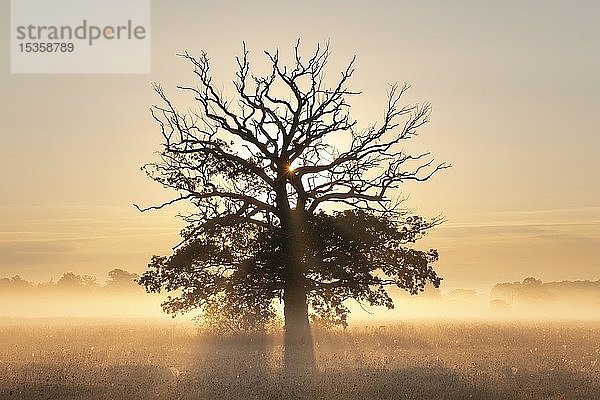 Sonnenaufgang  alte Traubeneiche  Stieleiche (Quercus robur) auf den Elbwiesen im Morgennebel  Biosphärenreservat Mittlere Elbe  Sachsen-Anhalt  Deutschland  Europa