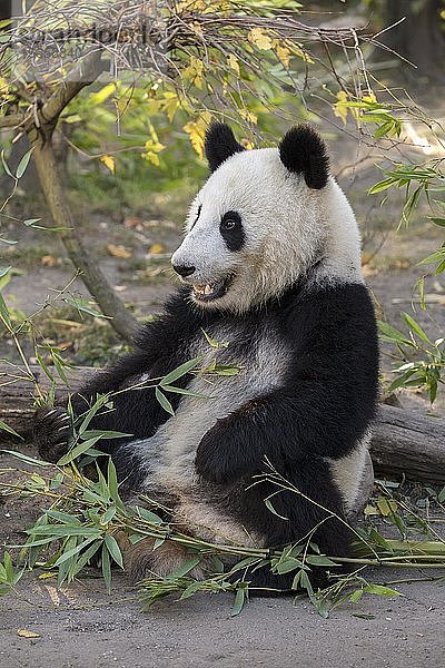 Großer Panda (Ailuropoda melanoleuca)  in Gefangenschaft  Jungtierfütterung  Vorkommen China
