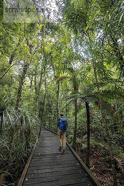 Junger Mann auf Wanderweg im Kauri-Wald  Kauri Walks  Waipoua Forest  Northland  Nordinsel  Neuseeland  Ozeanien