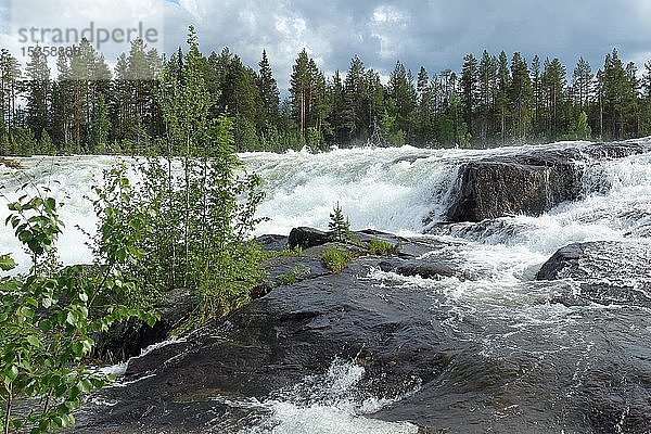 Stromschnellen Storforsen im Fluss Piteälven  Vidsel  Lappland  Schweden  Europa