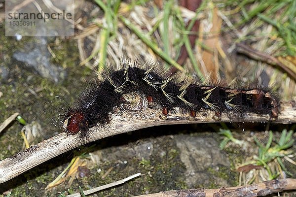 Eierfresser (Lasiocampidae sp.)  Kinabalu National Park  Sabah  Borneo  Malaysia  Asien