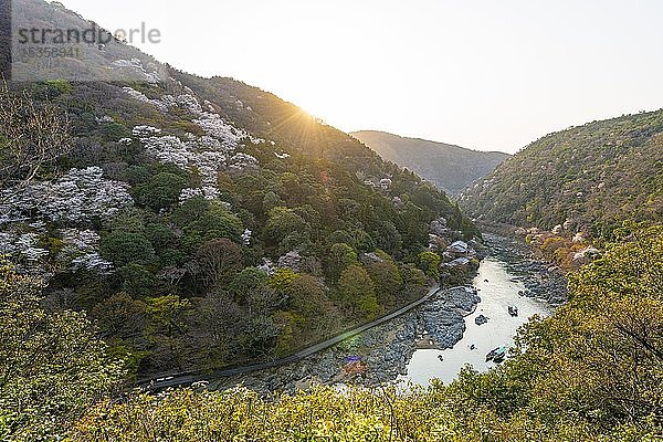 Blühende Kirschbäume am Katsura-Fluss  Sagakamenoocho  Arashiyama  Kyoto  Japan  Asien