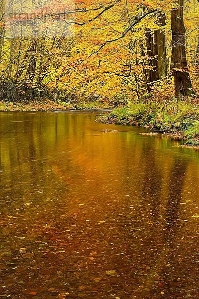 Schwarza im Herbst  Schwarza-Tal zwischen Bad Blankenburg und Schwarzburg  Thüringen  Deutschland  Europa