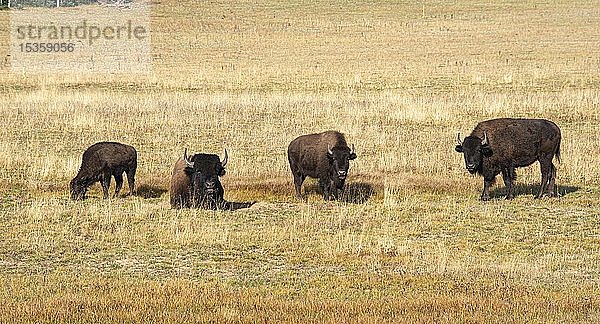 Vier Beefalos oder Cattalos auf einer Weide  Kreuzung von Amerikanischem Bison (Bison bison) und Hausrind (Bos taurus)  Grand Canyon National Park  North Rim  Arizona  USA  Nordamerika