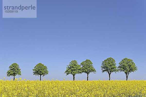 Linden (Tilia)  Baumreihe hinter einem blühenden Rapsfeld (Brassica napus) unter blauem Himmel  Nordrhein-Westfalen  Deutschland  Europa