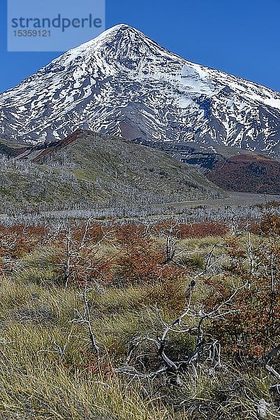 Schneebedeckter Vulkan Lanin  zwischen San Martin de los Andes und Pucon  Nationalpark Lanin  Patagonien  Argentinien  Südamerika