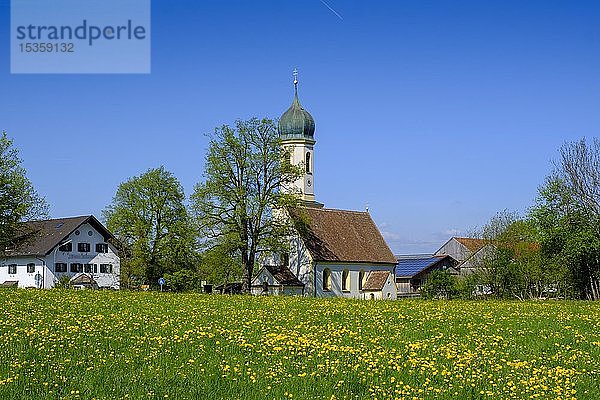 Kirche und Löwenzahnwiese im Frühling  Froschhausen bei Murnau  Blaues Land  Oberbayern  Bayern  Deutschland  Europa