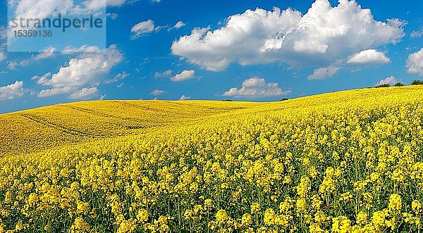 Blühendes Rapsfeld unter blauem Himmel mit weißen Wolken  Schönwetterwolken  hügelige Landschaft  Saalekreis  Sachsen-Anhalt  Deutschland  Europa