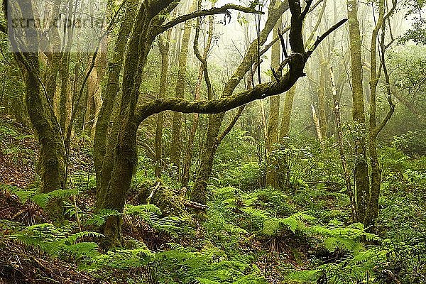 Moosbewachsene Bäume im Lorbeerwald  Mercedeswald  Anaga-Gebirge  Kanarische Inseln  Teneriffa  Spanien  Europa