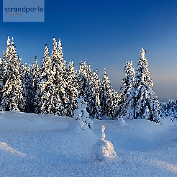 Schneebedeckte Winterlandschaft  schneebedeckte Fichten  Nationalpark Harz  Sachsen-Anhalt  Deutschland  Europa