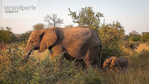 Afrikanische Elefanten (Loxodonta africana)  Elefantenbaby hinter der Mutter im Buschland  Klaserie Nature Reserve  Südafrika  Afrika