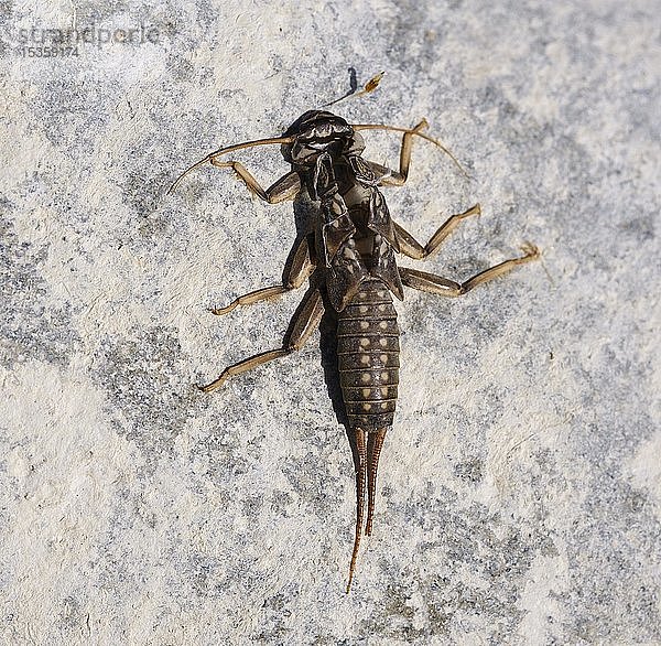 Exuvie einer Steinfliege (Plecoptera) auf einem Stein am Flussufer  Isar  Bayern  Deutschland  Europa
