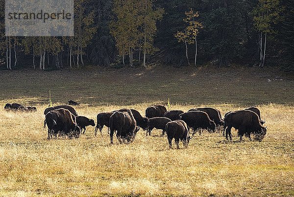 Herde von Beefalos oder Cattalos auf einer Weide  Kreuzung von Amerikanischem Bison (Bison bison) und Hausrind (Bos taurus)  Grand Canyon National Park  North Rim  Arizona  USA  Nordamerika