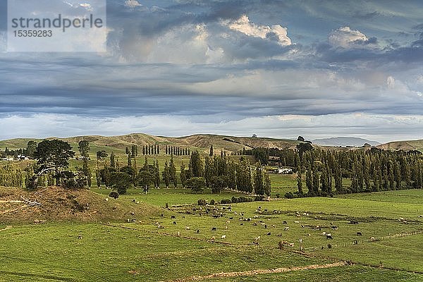 Weideland mit Kühen und Bäumen im Far North District  Northland  Nordinsel Neuseeland