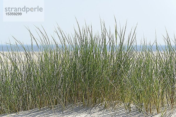 Europäisches Strandhafer (Ammophila arenaria) auf Sanddüne  Wangerooge  Ostfriesische Inseln  Nordsee  Niedersachsen  Deutschland  Europa
