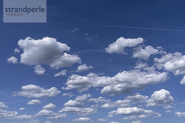 Cumulus humilis Wolken (Cumulus humilis) am blauen Himmel  Bayern  Deutschland  Europa