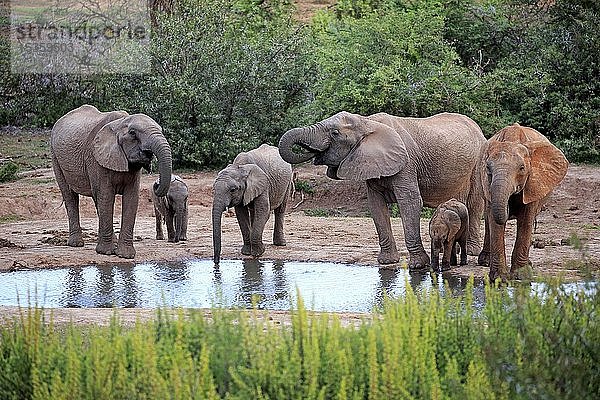 Afrikanische Elefanten (Loxodonta africana)  erwachsene Tiere und Jungtiere  Herde beim Trinken am Wasserloch  Gruppe  Addo Elephant National Park  Ostkap  Südafrika  Afrika