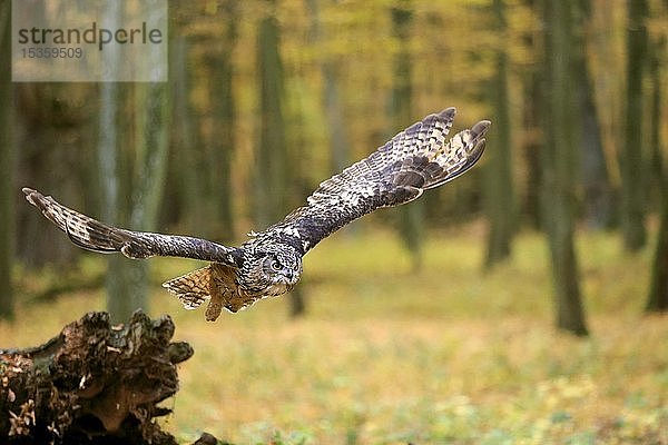 Uhu (Bubo bubo)  adult  fliegt über Waldboden  Slowakei  Europa