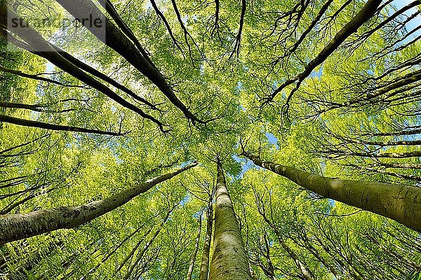 Natürlicher sonniger Buchenwald im Frühling  Blick in die Baumkronen  frisches Grün  Stubnitz  Nationalpark Jasmund  Insel Rügen  Mecklenburg-Vorpommern  Deutschland  Europa