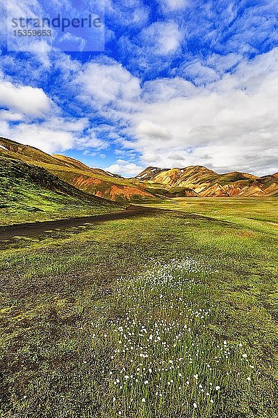 Sumpfige Wiese mit Wollgras im Tal  dahinter farbige Rhyolithberge  Vulkanlandschaft  Landmannalaugar  Hochland  Island  Europa