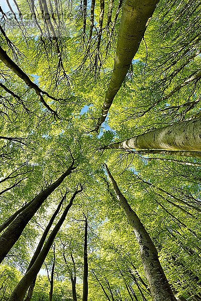 Natürlicher sonniger Buchenwald im Frühling  Blick in die Baumkronen  frisches Grün  Stubnitz  Nationalpark Jasmund  Insel Rügen  Mecklenburg-Vorpommern  Deutschland  Europa