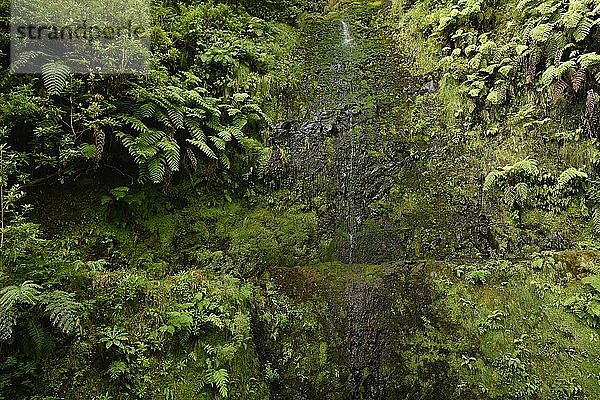 Wasser fließt an einer moosbewachsenen Felswand mit Farnen  Wanderweg PR 9 Levada Caldeirao Verde  Queimadas Regenwald  Madeira  Portugal  Europa