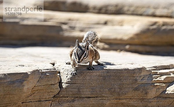 Kleines Streifenhörnchen (Neotamias minimus) sitzt auf Felsen  Zion National Park  Utah  USA  Nordamerika