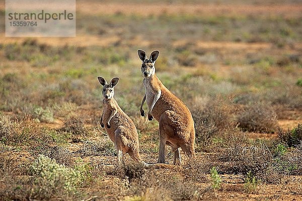 Rote Kängurus (Macropus rufus)  Erwachsene mit Jungtieren in der Steppe  Sturt National Park  New South Wales  Australien  Ozeanien