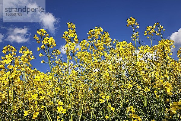 Blühender Raps (Brassica napus)  Feld  blauer Himmel mit Schönwetterwolken  Schleswig-Holstein  Deutschland  Europa