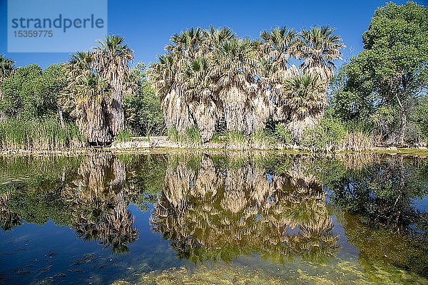 Flussufervegetation  Fächerpalmen  die sich im Wasser der Oase spiegeln  Agua Caliente Park  Tucson  Arizona  USA  Nordamerika