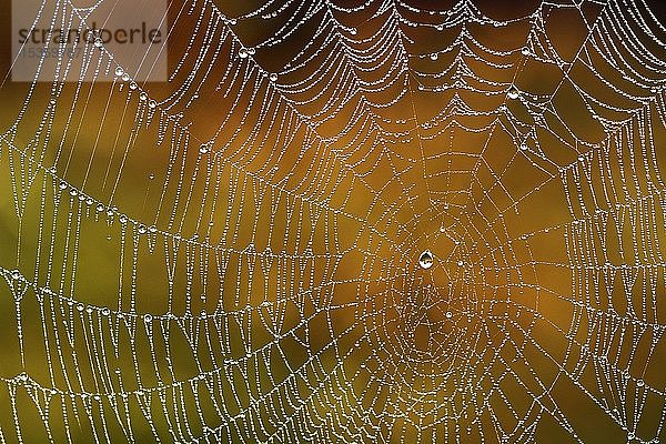 Spinnennetz mit Tautropfen  Deutschland  Europa