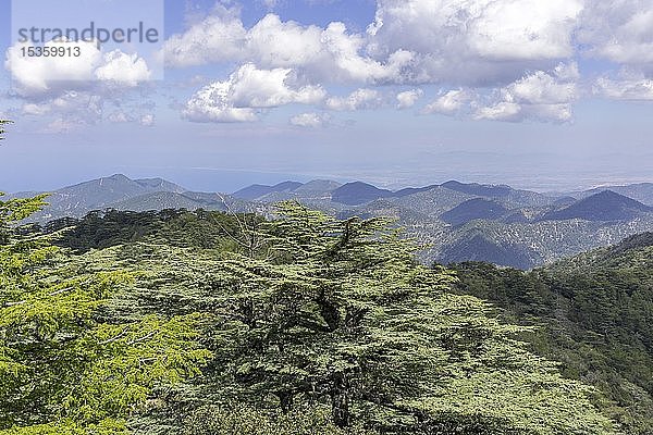 Zypernzeder (Cedrus brevifolia)  Blick vom Tripylos-Gipfel  Zederntal  Troodos-Gebirge  Nikosia  Republik Zypern  Zypern  Europa