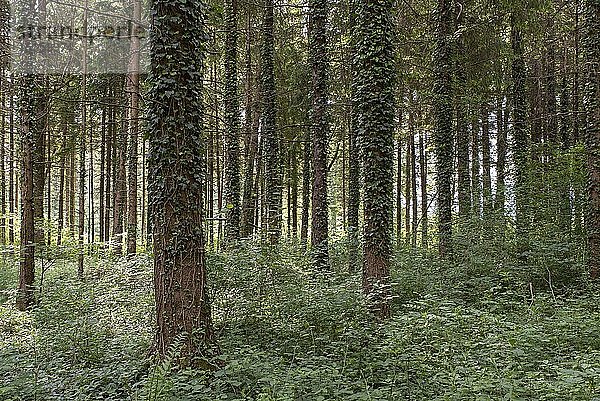 Nadelwald mit efeubedeckten Baumstämmen  Vorarlberg  Österreich  Europa