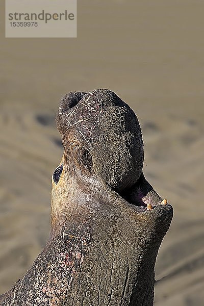 Nördlicher See-Elefant (Mirounga angustirostris)  erwachsenes Männchen ruft am Strand  Tierportrait  Piedras Blancas Rookery  San Simeon  San Luis Obispo County  Kalifornien  USA  Nordamerika