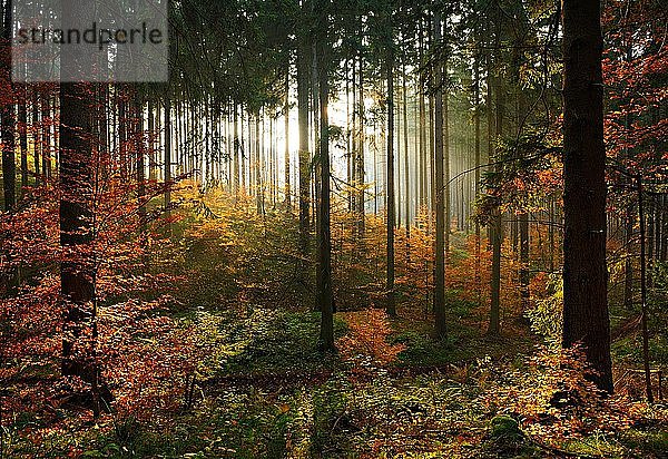 Sonniger Fichtenwald (Picea) mit beginnender Verjüngung durch Buchen (Fagus) im Herbst  östliches Harzvorland  bei Mansfeld  Sachsen-Anhalt  Deutschland  Europa