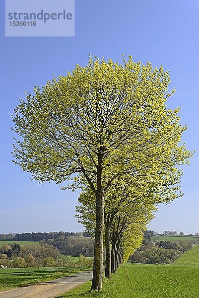 Ahorn (Acer)  Baumreihe im Frühling an einer Straße vor blauem Himmel  Nordrhein-Westfalen  Deutschland  Europa