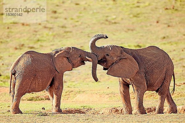 Afrikanischer Elefant (Loxodonta africana)  erwachsen  spielerischer Kampf  Addo Elephant National Park  Ostkap  Südafrika  Afrika