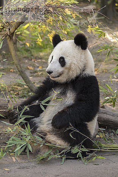 Großer Panda (Ailuropoda melanoleuca)  in Gefangenschaft  Jungtierfütterung  Vorkommen China