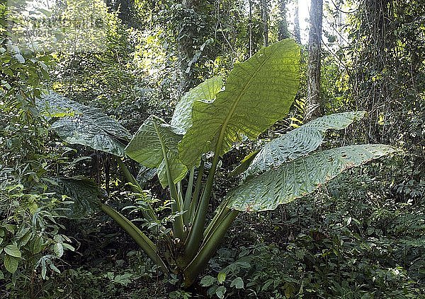Riesentaro oder Elefantenohr (Alocasia macrorrhizos)  Regenwald  Sabah  Borneo  Malaysia  Asien